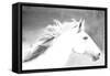 Mane in the Wind-Sally Linden-Framed Stretched Canvas