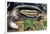 Maned Rat or Crested Rat (Lophiomys Imhausi), Muridae-null-Framed Giclee Print