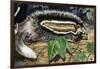 Maned Rat or Crested Rat (Lophiomys Imhausi), Muridae-null-Framed Giclee Print