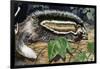 Maned Rat or Crested Rat (Lophiomys Imhausi), Muridae-null-Framed Giclee Print