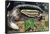 Maned Rat or Crested Rat (Lophiomys Imhausi), Muridae-null-Framed Stretched Canvas