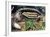 Maned Rat or Crested Rat (Lophiomys Imhausi), Muridae-null-Framed Giclee Print
