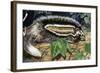 Maned Rat or Crested Rat (Lophiomys Imhausi), Muridae-null-Framed Giclee Print