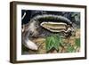 Maned Rat or Crested Rat (Lophiomys Imhausi), Muridae-null-Framed Giclee Print