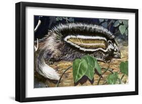 Maned Rat or Crested Rat (Lophiomys Imhausi), Muridae-null-Framed Giclee Print