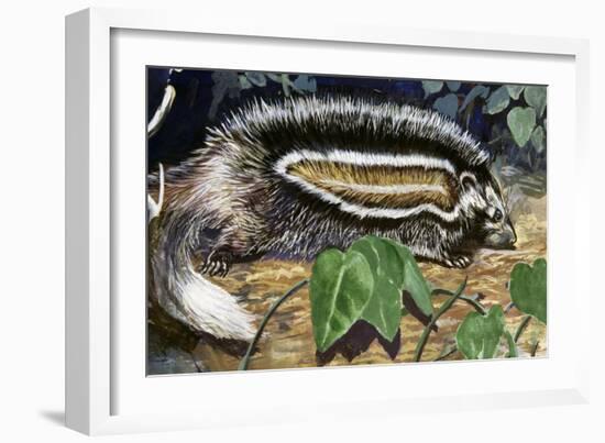 Maned Rat or Crested Rat (Lophiomys Imhausi), Muridae-null-Framed Giclee Print