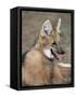 Maned Wolf, Argentina-Gabriel Rojo-Framed Stretched Canvas