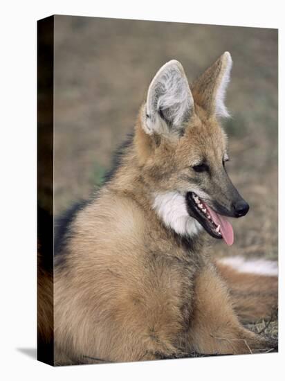 Maned Wolf, Argentina-Gabriel Rojo-Stretched Canvas