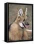 Maned Wolf, Argentina-Gabriel Rojo-Framed Stretched Canvas
