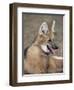 Maned Wolf, Argentina-Gabriel Rojo-Framed Premium Photographic Print