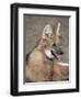 Maned Wolf, Argentina-Gabriel Rojo-Framed Premium Photographic Print