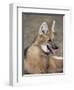 Maned Wolf, Argentina-Gabriel Rojo-Framed Premium Photographic Print