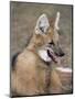 Maned Wolf, Argentina-Gabriel Rojo-Mounted Premium Photographic Print