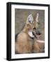 Maned Wolf, Argentina-Gabriel Rojo-Framed Photographic Print