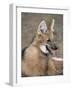 Maned Wolf, Argentina-Gabriel Rojo-Framed Photographic Print