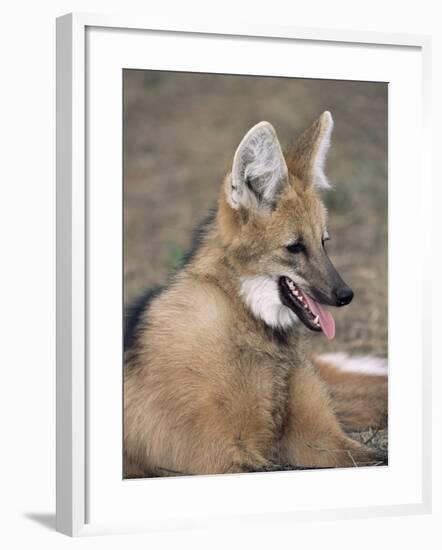 Maned Wolf, Argentina-Gabriel Rojo-Framed Photographic Print