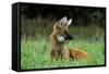 Maned Wolf (Chrysocyon Brachyurus) Looking Alert In Its Natural Habitat-Luiz Claudio Marigo-Framed Stretched Canvas