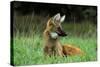 Maned Wolf (Chrysocyon Brachyurus) Looking Alert In Its Natural Habitat-Luiz Claudio Marigo-Stretched Canvas