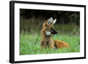 Maned Wolf (Chrysocyon Brachyurus) Looking Alert In Its Natural Habitat-Luiz Claudio Marigo-Framed Photographic Print