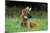 Maned Wolf (Chrysocyon Brachyurus) Looking Alert In Its Natural Habitat-Luiz Claudio Marigo-Mounted Photographic Print