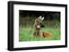 Maned Wolf (Chrysocyon Brachyurus) Looking Alert In Its Natural Habitat-Luiz Claudio Marigo-Framed Photographic Print