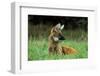 Maned Wolf (Chrysocyon Brachyurus) Looking Alert In Its Natural Habitat-Luiz Claudio Marigo-Framed Photographic Print