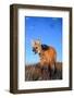 Maned wolf setting out to hunt in grassland at dusk, Brazil-Tui De Roy-Framed Photographic Print