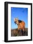 Maned wolf setting out to hunt in grassland at dusk, Brazil-Tui De Roy-Framed Photographic Print