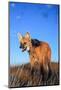 Maned wolf setting out to hunt in grassland at dusk, Brazil-Tui De Roy-Mounted Photographic Print