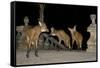 Maned Wolves (Chrysocyon Brachyurus) At Santurio Do Caraca, Where They Are Fed, At Night-Angelo Gandolfi-Framed Stretched Canvas