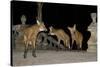 Maned Wolves (Chrysocyon Brachyurus) At Santurio Do Caraca, Where They Are Fed, At Night-Angelo Gandolfi-Stretched Canvas