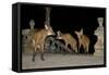 Maned Wolves (Chrysocyon Brachyurus) At Santurio Do Caraca, Where They Are Fed, At Night-Angelo Gandolfi-Framed Stretched Canvas