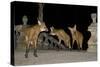 Maned Wolves (Chrysocyon Brachyurus) At Santurio Do Caraca, Where They Are Fed, At Night-Angelo Gandolfi-Stretched Canvas