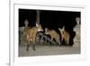 Maned Wolves (Chrysocyon Brachyurus) At Santurio Do Caraca, Where They Are Fed, At Night-Angelo Gandolfi-Framed Photographic Print