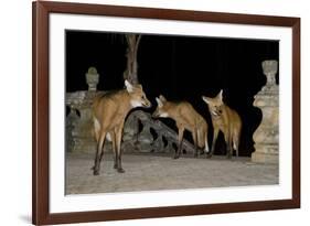 Maned Wolves (Chrysocyon Brachyurus) At Santurio Do Caraca, Where They Are Fed, At Night-Angelo Gandolfi-Framed Photographic Print