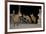 Maned Wolves (Chrysocyon Brachyurus) At Santurio Do Caraca, Where They Are Fed, At Night-Angelo Gandolfi-Framed Photographic Print