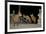 Maned Wolves (Chrysocyon Brachyurus) At Santurio Do Caraca, Where They Are Fed, At Night-Angelo Gandolfi-Framed Photographic Print