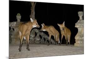 Maned Wolves (Chrysocyon Brachyurus) At Santurio Do Caraca, Where They Are Fed, At Night-Angelo Gandolfi-Mounted Photographic Print