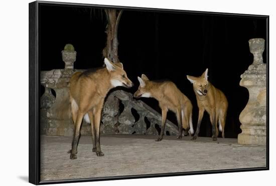 Maned Wolves (Chrysocyon Brachyurus) At Santurio Do Caraca, Where They Are Fed, At Night-Angelo Gandolfi-Framed Photographic Print