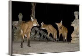 Maned Wolves (Chrysocyon Brachyurus) At Santurio Do Caraca, Where They Are Fed, At Night-Angelo Gandolfi-Framed Photographic Print