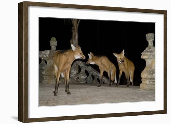 Maned Wolves (Chrysocyon Brachyurus) At Santurio Do Caraca, Where They Are Fed, At Night-Angelo Gandolfi-Framed Photographic Print