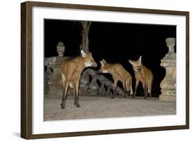 Maned Wolves (Chrysocyon Brachyurus) At Santurio Do Caraca, Where They Are Fed, At Night-Angelo Gandolfi-Framed Photographic Print