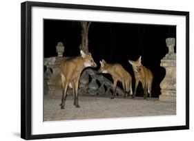 Maned Wolves (Chrysocyon Brachyurus) At Santurio Do Caraca, Where They Are Fed, At Night-Angelo Gandolfi-Framed Photographic Print