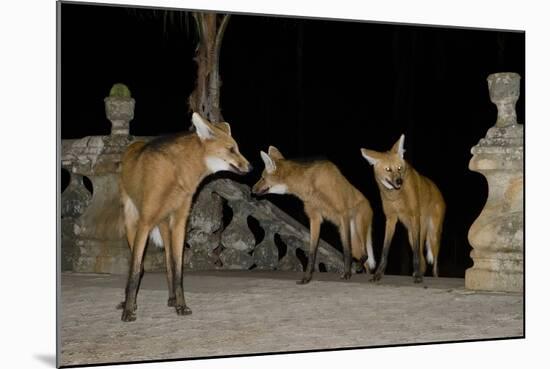 Maned Wolves (Chrysocyon Brachyurus) At Santurio Do Caraca, Where They Are Fed, At Night-Angelo Gandolfi-Mounted Photographic Print