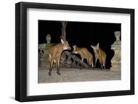 Maned Wolves (Chrysocyon Brachyurus) At Santurio Do Caraca, Where They Are Fed, At Night-Angelo Gandolfi-Framed Photographic Print