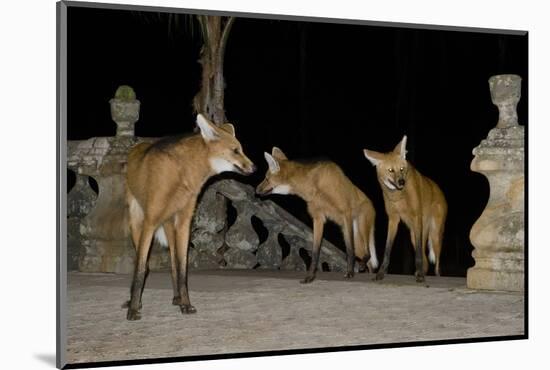 Maned Wolves (Chrysocyon Brachyurus) At Santurio Do Caraca, Where They Are Fed, At Night-Angelo Gandolfi-Mounted Photographic Print