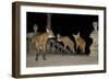 Maned Wolves (Chrysocyon Brachyurus) At Santurio Do Caraca, Where They Are Fed, At Night-Angelo Gandolfi-Framed Photographic Print