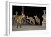 Maned Wolves (Chrysocyon Brachyurus) At Santurio Do Caraca, Where They Are Fed, At Night-Angelo Gandolfi-Framed Photographic Print