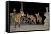 Maned Wolves (Chrysocyon Brachyurus) At Santurio Do Caraca, Where They Are Fed, At Night-Angelo Gandolfi-Framed Stretched Canvas