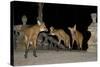 Maned Wolves (Chrysocyon Brachyurus) At Santurio Do Caraca, Where They Are Fed, At Night-Angelo Gandolfi-Stretched Canvas